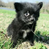 Cortisa, a female Pomeranian for sale in Hazelwood, MO – Photo 5 of 6