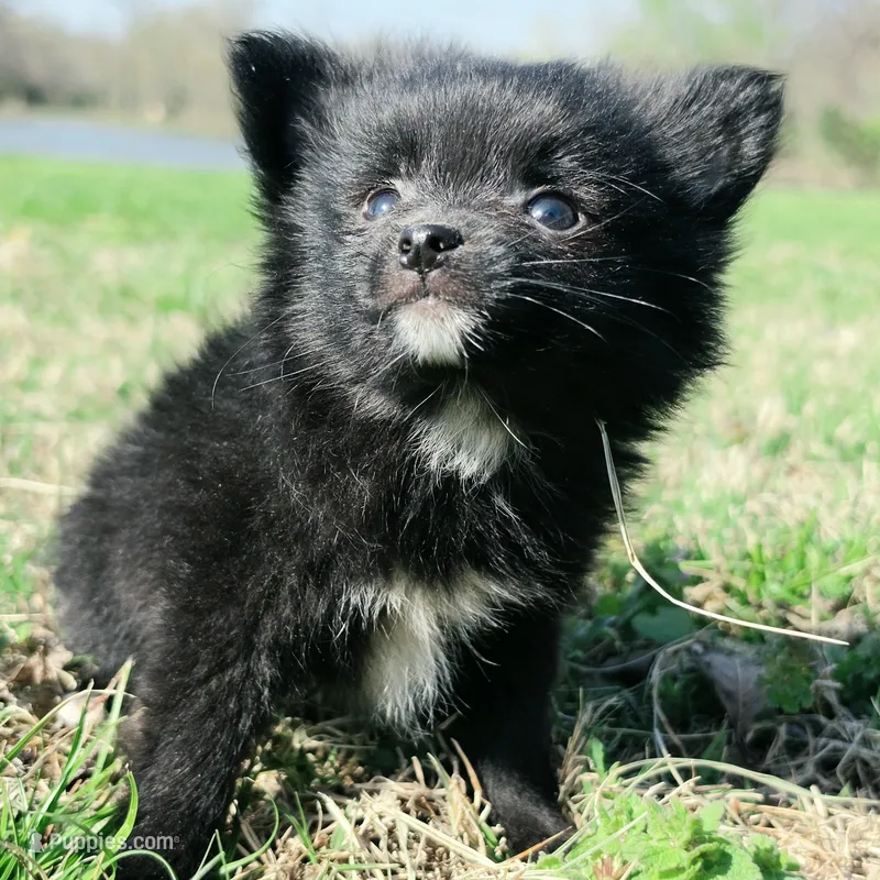 Cortisa – Pomeranian puppy for sale in Hazelwood, MO