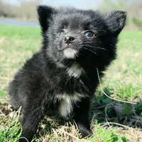 Cortisa, a female Pomeranian for sale in Hazelwood, MO – Photo 1 of 6