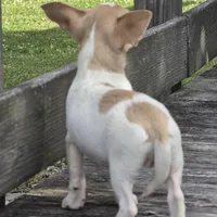 Blue Eyes----- Pedro!, a male Chihuahua for sale in Hazelwood, MO – Photo 2 of 8