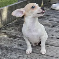 Blue Eyes----- Pedro!, a male Chihuahua for sale in Hazelwood, MO – Photo 3 of 8