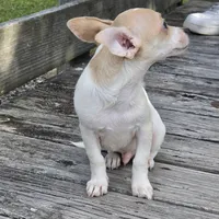 Blue Eyes----- Pedro!, a male Chihuahua for sale in Hazelwood, MO – Photo 8 of 8