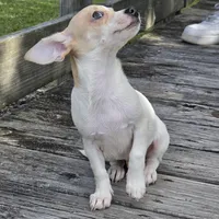 Blue Eyes----- Pedro!, a male Chihuahua for sale in Hazelwood, MO – Photo 5 of 8