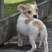 Blue Eyes----- Pedro!, a male Chihuahua for sale in Hazelwood, MO – Photo 6 of 8