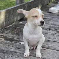 Blue Eyes----- Pedro!, a male Chihuahua for sale in Hazelwood, MO – Photo 4 of 8