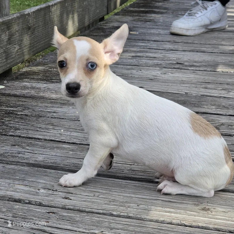 Blue Eyes----- Pedro! – Chihuahua puppy for sale in Hazelwood, MO