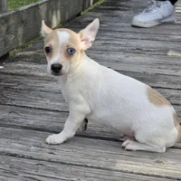 Blue Eyes----- Pedro!, a male Chihuahua for sale in Hazelwood, MO – Photo 1 of 8