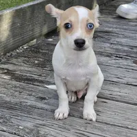 Blue Eyes----- Pedro!, a male Chihuahua for sale in Hazelwood, MO – Photo 7 of 8