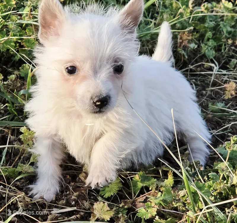 Toddy – Yorkshire Terrier, Maltipom puppy for sale in Hazelwood, MO