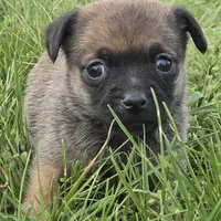 Austen, a male Chihuahua for sale in Hazelwood, MO – Photo 2 of 4