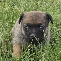 Austen, a male Chihuahua for sale in Hazelwood, MO – Photo 3 of 4