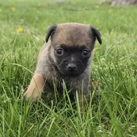 Austen, a male Chihuahua for sale in Hazelwood, MO – Photo 4 of 4
