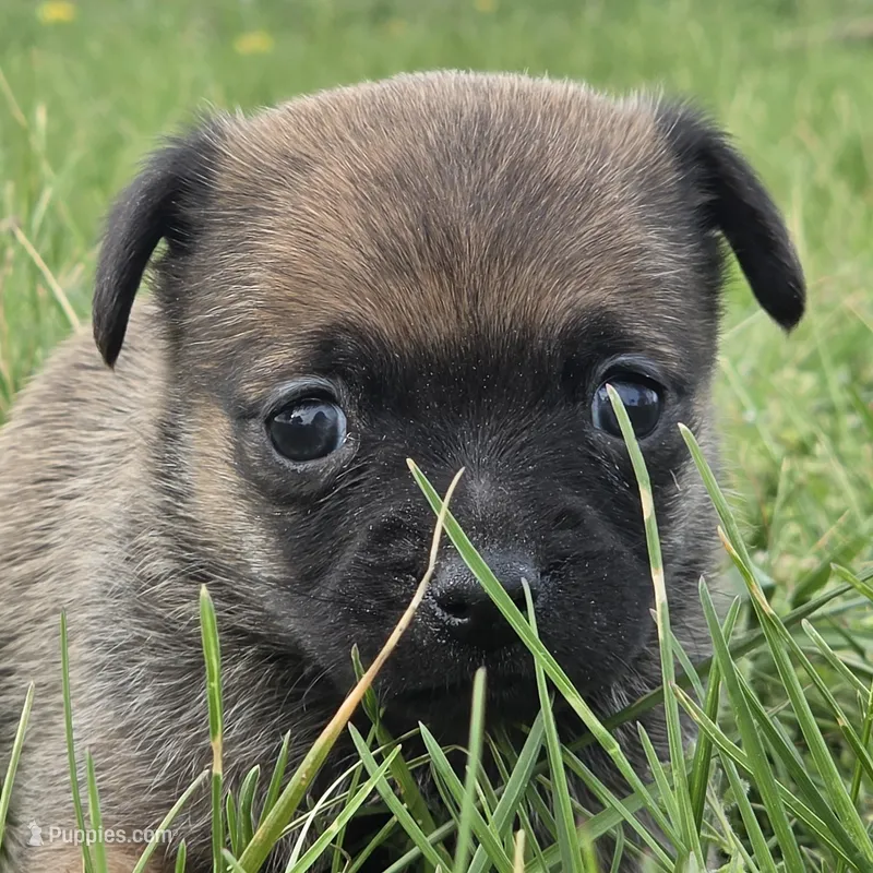 Austen – Chihuahua puppy on hold in Hazelwood, MO