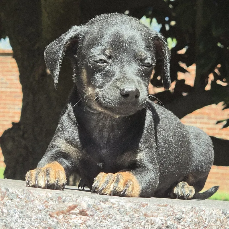 Taco  – Chihuahua puppy for sale in Hazelwood, MO