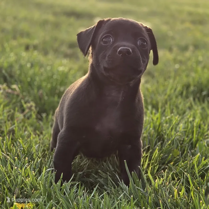 Taco, a male Chihuahua for sale in Hazelwood, MO – Photo 1 of 3