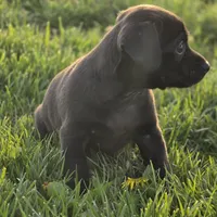 Taco, a male Chihuahua for sale in Hazelwood, MO – Photo 3 of 3