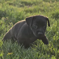 Taco, a male Chihuahua for sale in Hazelwood, MO – Photo 2 of 3