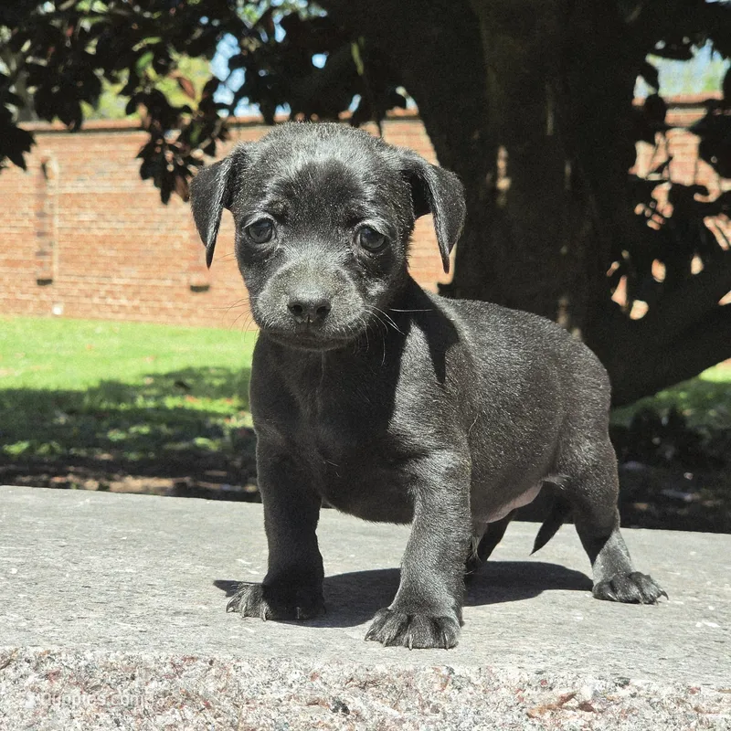 Taco  – Chihuahua puppy for sale in Hazelwood, MO