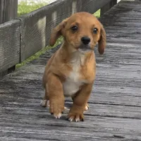 Carla, a female Dachshund and Chihuahua for sale in Hazelwood, MO – Photo 3 of 6
