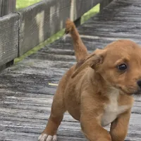 Carla, a female Dachshund and Chihuahua for sale in Hazelwood, MO – Photo 5 of 6