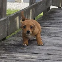 Carla, a female Dachshund and Chihuahua for sale in Hazelwood, MO – Photo 4 of 6