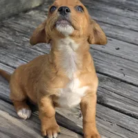 Carla, a female Dachshund and Chihuahua for sale in Hazelwood, MO – Photo 2 of 6