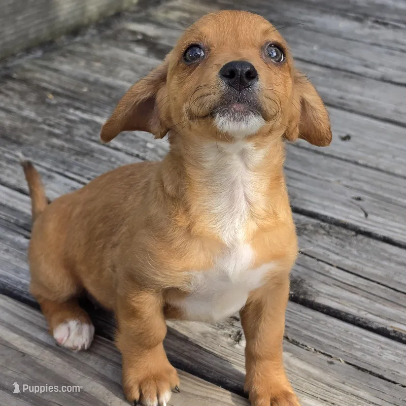 Carla – Dachshund, Chihuahua puppy for sale in Hazelwood, MO