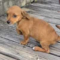 Carla, a female Dachshund and Chihuahua for sale in Hazelwood, MO – Photo 6 of 6