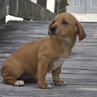 Carmelita, a female Dachshund and Chihuahua for sale in Hazelwood, MO – Photo 1 of 6