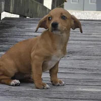 Carmelita, a female Dachshund and Chihuahua for sale in Hazelwood, MO – Photo 2 of 6
