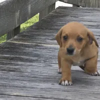 Carmelita, a female Dachshund and Chihuahua for sale in Hazelwood, MO – Photo 4 of 6