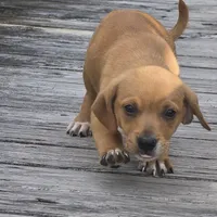 Carmelita, a female Dachshund and Chihuahua for sale in Hazelwood, MO – Photo 6 of 6