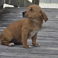 Carmelita, a female Dachshund and Chihuahua for sale in Hazelwood, MO – Photo 3 of 6
