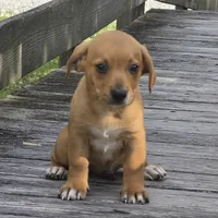 Carmelita, a female Dachshund and Chihuahua for sale in Hazelwood, MO – Photo 5 of 6