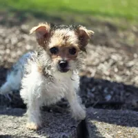 Millie, a female Yorkshire Terrier and Poodle - Toy  for sale in Hazelwood, MO – Photo 1 of 2