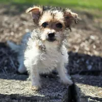 Millie, a female Yorkshire Terrier and Poodle - Toy  for sale in Hazelwood, MO – Photo 2 of 2