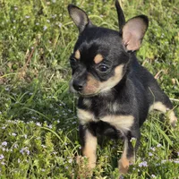 Joy 13ounces! , a female Chihuahua for sale in Hazelwood, MO – Photo 2 of 5