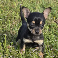 Joy 13ounces! , a female Chihuahua for sale in Hazelwood, MO – Photo 1 of 5