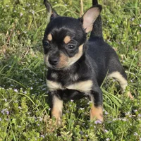 Joy 13ounces! , a female Chihuahua for sale in Hazelwood, MO – Photo 5 of 5