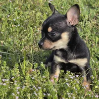 Joy 13ounces! , a female Chihuahua for sale in Hazelwood, MO – Photo 3 of 5