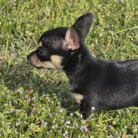 Joy 13ounces! , a female Chihuahua for sale in Hazelwood, MO – Photo 4 of 5