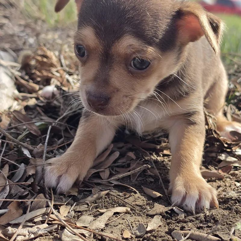 Brownie – Chihuahua puppy for sale in Hazelwood, MO
