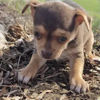 Brownie, a female Chihuahua for sale in Hazelwood, MO – Photo 2 of 2