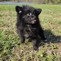 Sujo , a female Pomeranian for sale in Hazelwood, MO – Photo 7 of 8