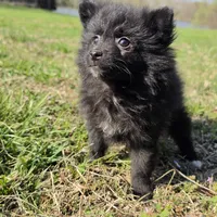Sujo , a female Pomeranian for sale in Hazelwood, MO – Photo 4 of 8