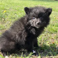 Sujo , a female Pomeranian for sale in Hazelwood, MO – Photo 2 of 8