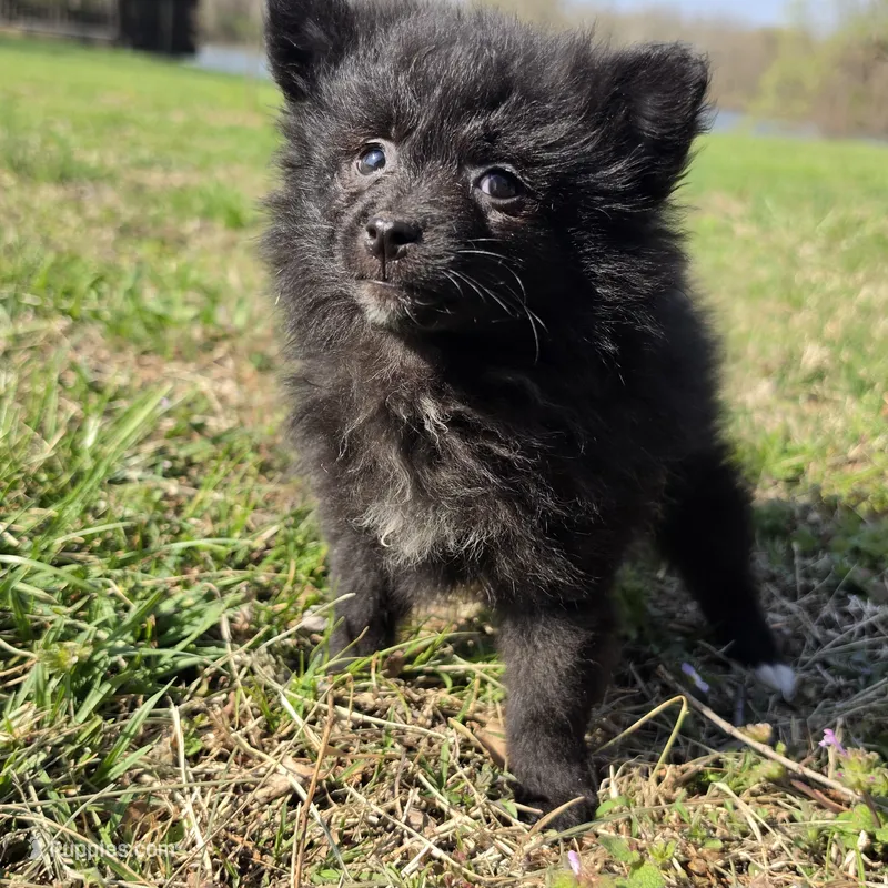 Sujo  – Pomeranian puppy for sale in Hazelwood, MO