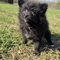 Sujo , a female Pomeranian for sale in Hazelwood, MO – Photo 1 of 8