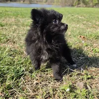 Sujo , a female Pomeranian for sale in Hazelwood, MO – Photo 6 of 8