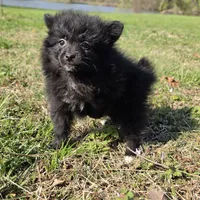Sujo , a female Pomeranian for sale in Hazelwood, MO – Photo 5 of 8